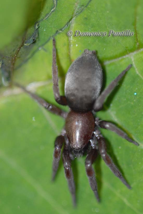 Vita da ..,.ragni (Gnaphosidae)